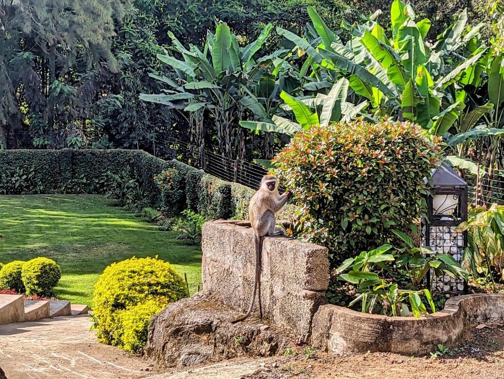 Mvuli Hotels Arusha Image 43